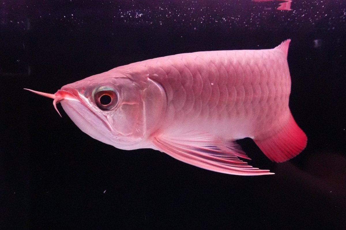 画像6: 【特価魚】スーパーレッド（下取り魚）NO.222 (6)