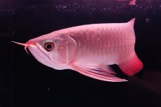 画像6: 【特価魚】スーパーレッド（下取り魚）NO.222 (6)