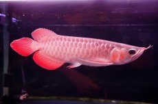 画像2: 【特価魚】スーパーレッド（下取り魚）NO.333 (2)