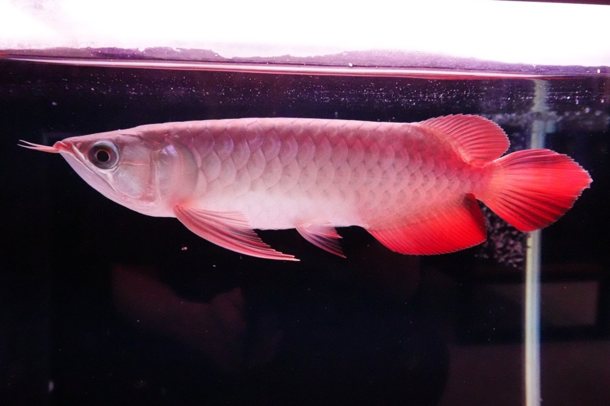 画像1: 【特価魚】スーパーレッド（下取り魚）NO.222 (1)