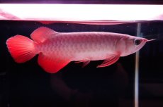 画像5: 【特価魚】スーパーレッド（下取り魚）NO.222 (5)