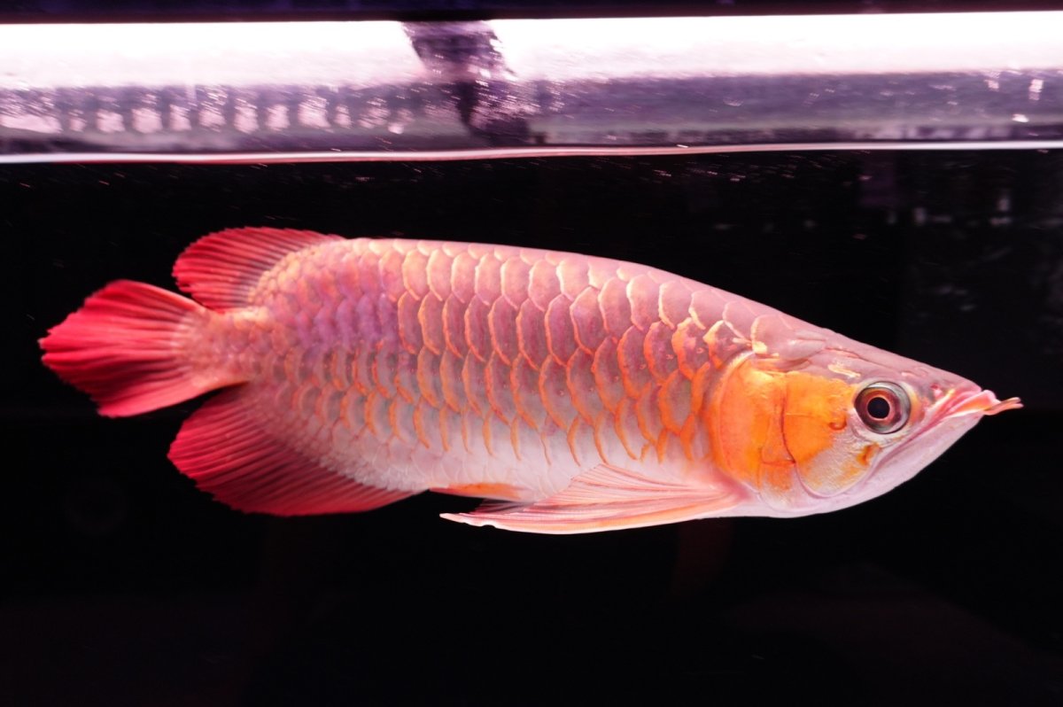 画像3: 【特価魚】スーパーレッド（下取り魚）NO.444 (3)