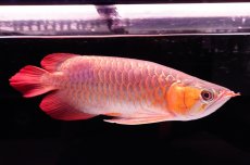 画像3: 【特価魚】スーパーレッド（下取り魚）NO.444 (3)