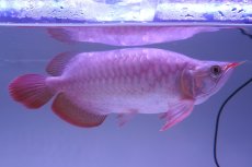 画像5: 【特価魚】スーパーレッド （ショート個体） NO.99（下取り魚） (5)