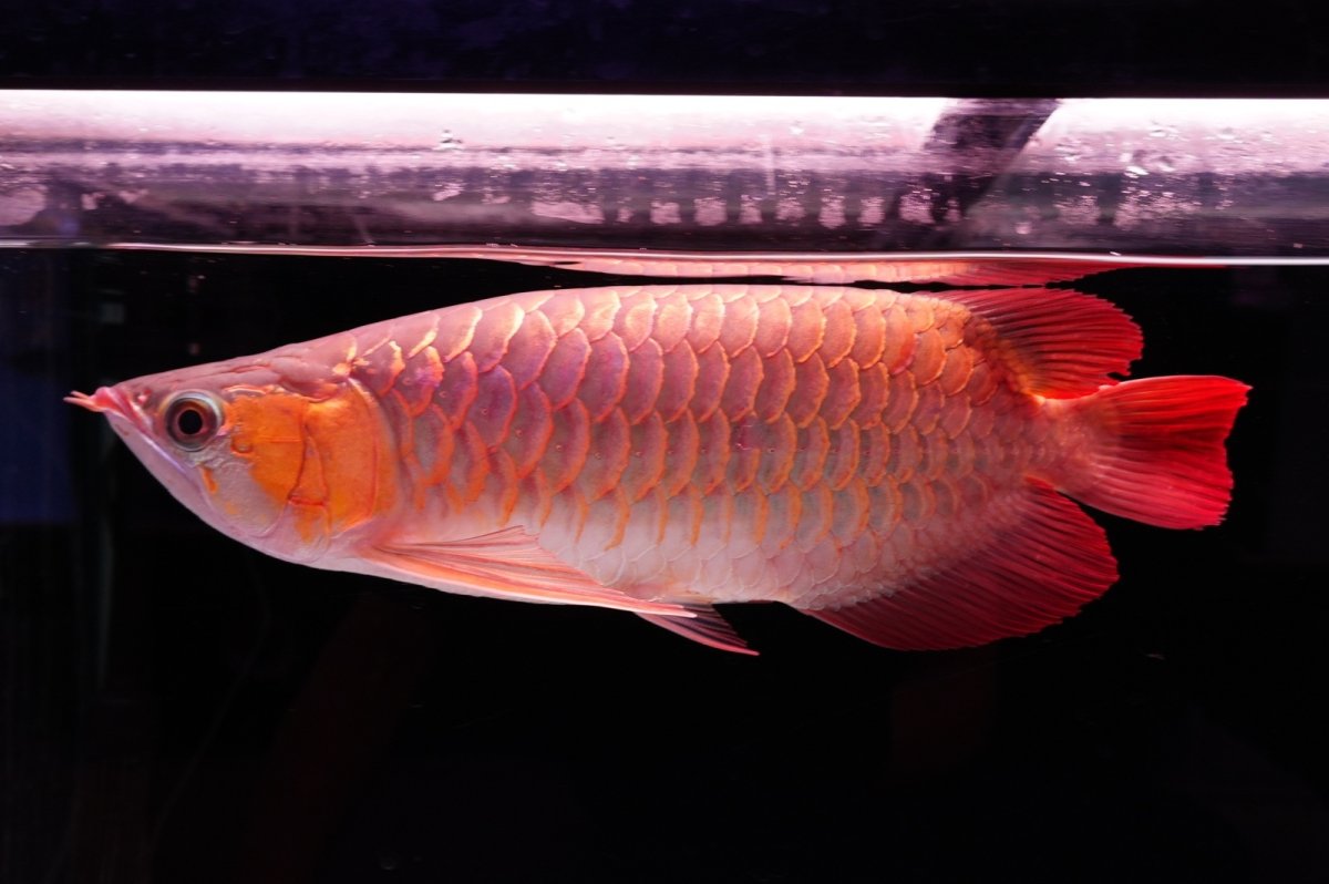 画像5: 【特価魚】スーパーレッド（下取り魚）NO.444 (5)