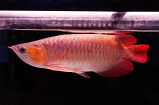 画像5: 【特価魚】スーパーレッド（下取り魚）NO.444 (5)