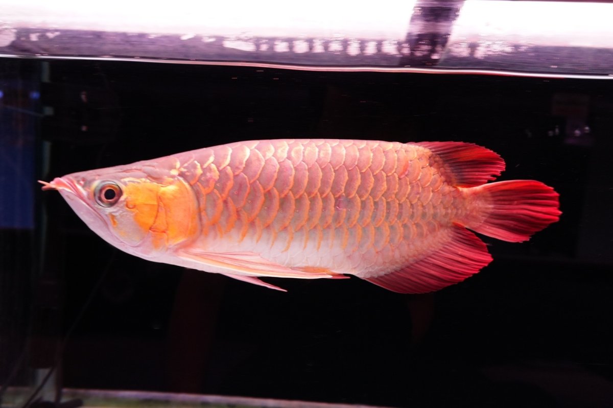 画像2: 【特価魚】スーパーレッド（下取り魚）NO.444 (2)