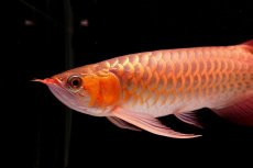 画像6: 【特価魚】スーパーレッド（下取り魚）NO.555 (6)