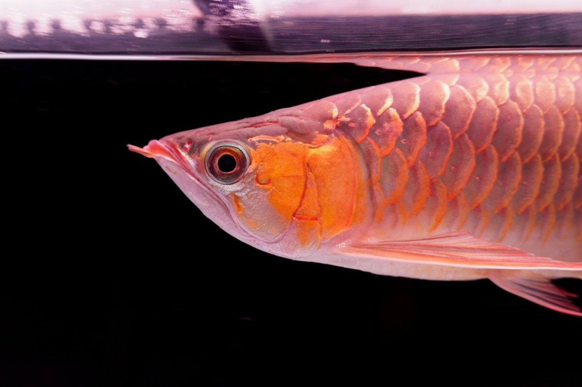 画像8: 【特価魚】スーパーレッド（下取り魚）NO.444 (8)