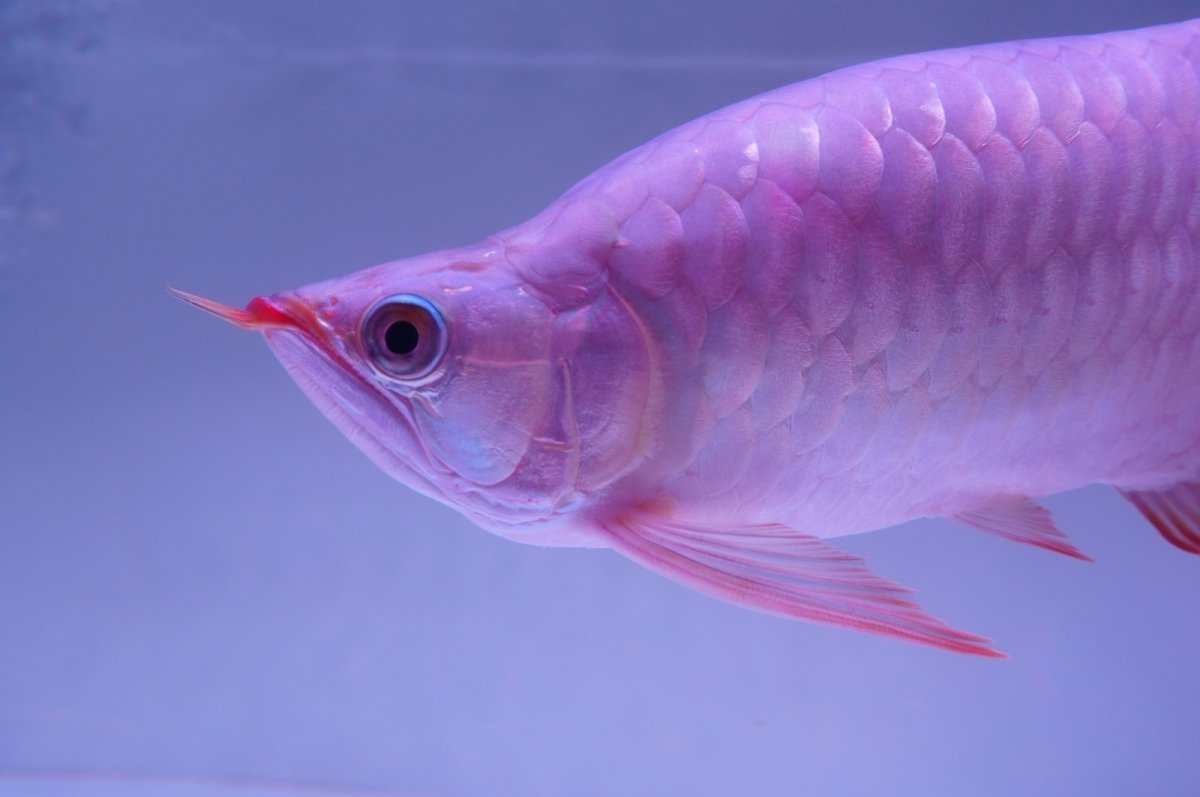画像6: 【特価魚】スーパーレッド （ショート個体） NO.99（下取り魚） (6)