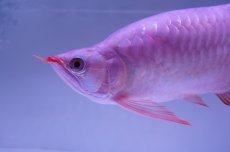 画像6: 【特価魚】スーパーレッド （ショート個体） NO.99（下取り魚） (6)