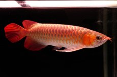 画像4: 【特価魚】スーパーレッド（下取り魚）NO.555 (4)