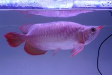画像4: 【特価魚】スーパーレッド （ショート個体） NO.99（下取り魚） (4)