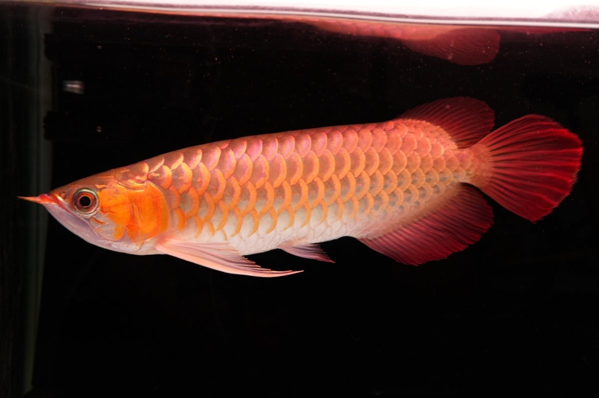 画像5: 【特価魚】スーパーレッド（下取り魚）NO.555 (5)
