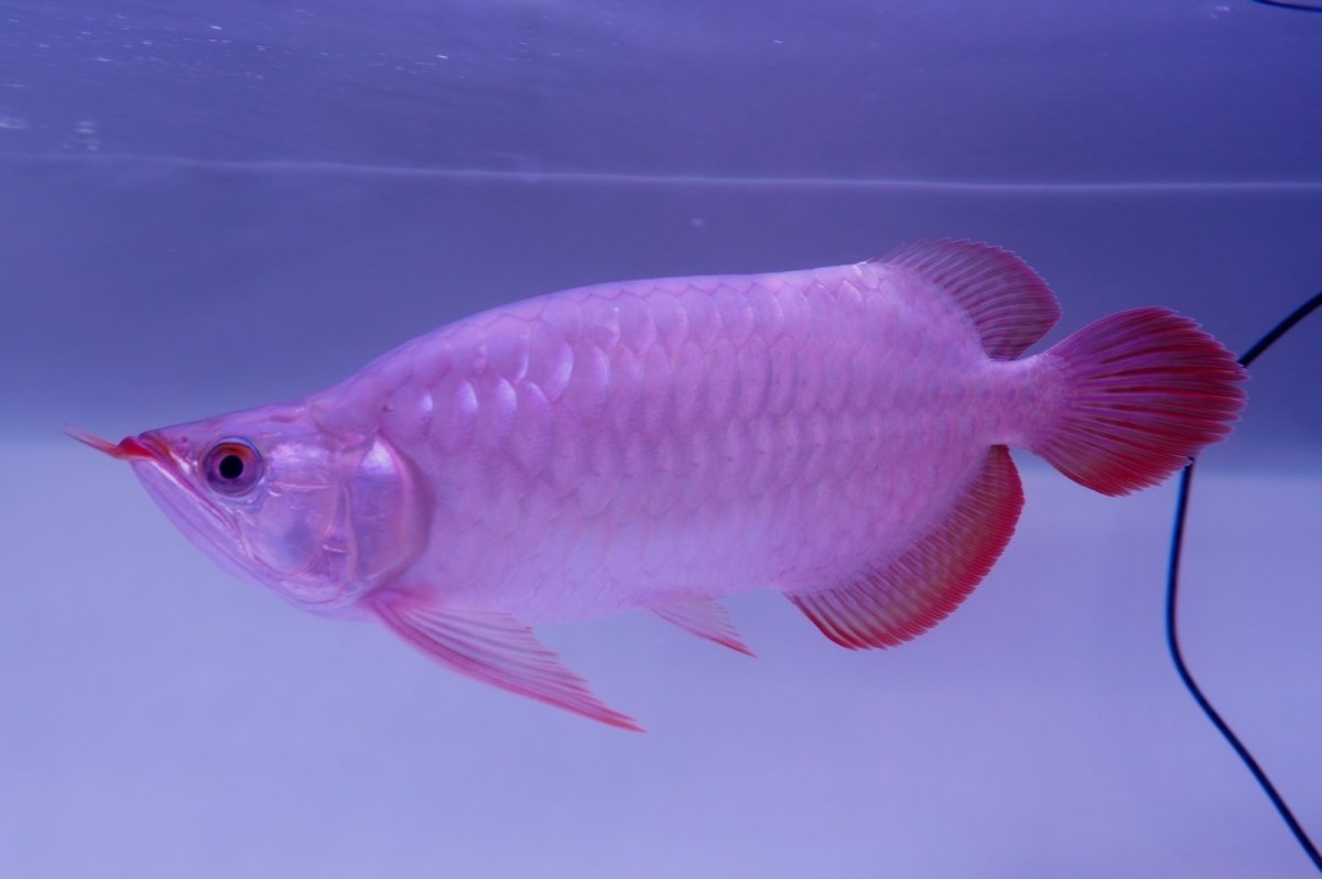 画像1: 【特価魚】スーパーレッド （ショート個体） NO.99（下取り魚） (1)
