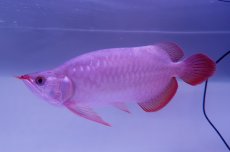 画像1: 【特価魚】スーパーレッド （ショート個体） NO.99（下取り魚） (1)