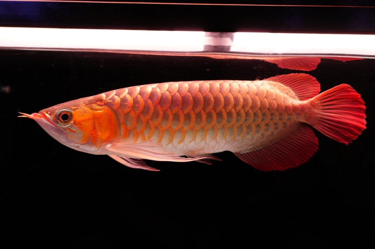 画像2: 【特価魚】スーパーレッド（下取り魚）NO.555 (2)