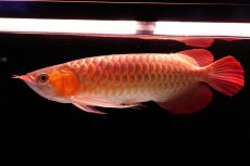 画像2: 【特価魚】スーパーレッド（下取り魚）NO.555 (2)