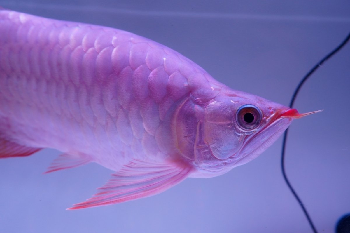 画像7: 【特価魚】スーパーレッド （ショート個体） NO.99（下取り魚） (7)