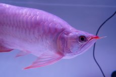 画像7: 【特価魚】スーパーレッド （ショート個体） NO.99（下取り魚） (7)