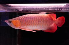 画像1: 【特価魚】スーパーレッド（下取り魚）NO.444 (1)