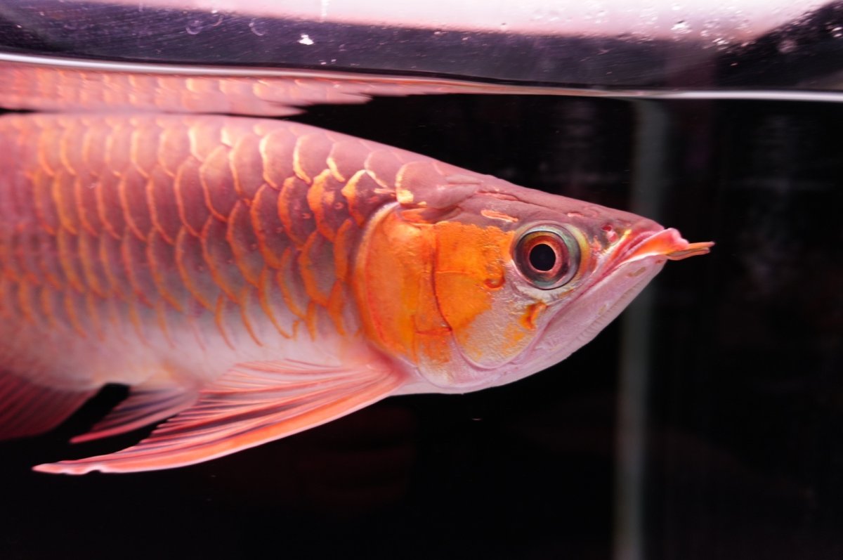 画像9: 【特価魚】スーパーレッド（下取り魚）NO.444 (9)