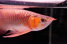 画像9: 【特価魚】スーパーレッド（下取り魚）NO.444 (9)