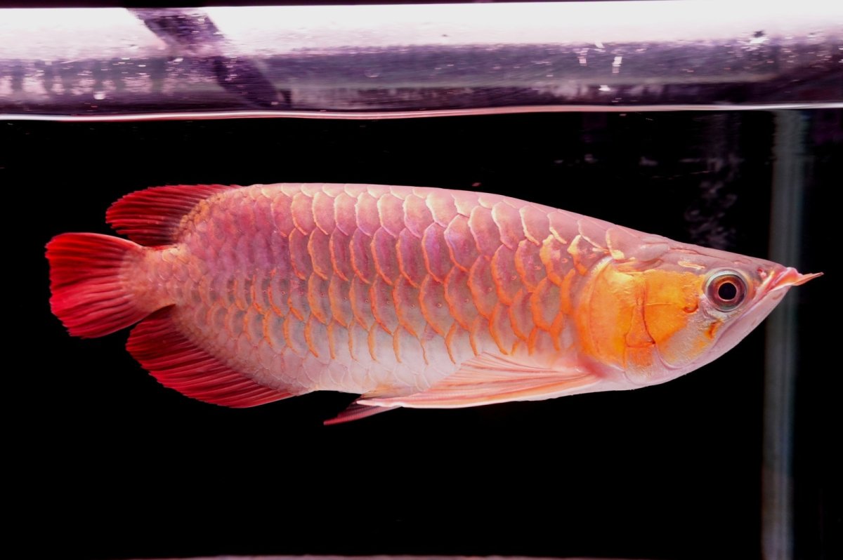 画像7: 【特価魚】スーパーレッド（下取り魚）NO.444 (7)