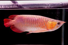 画像7: 【特価魚】スーパーレッド（下取り魚）NO.444 (7)