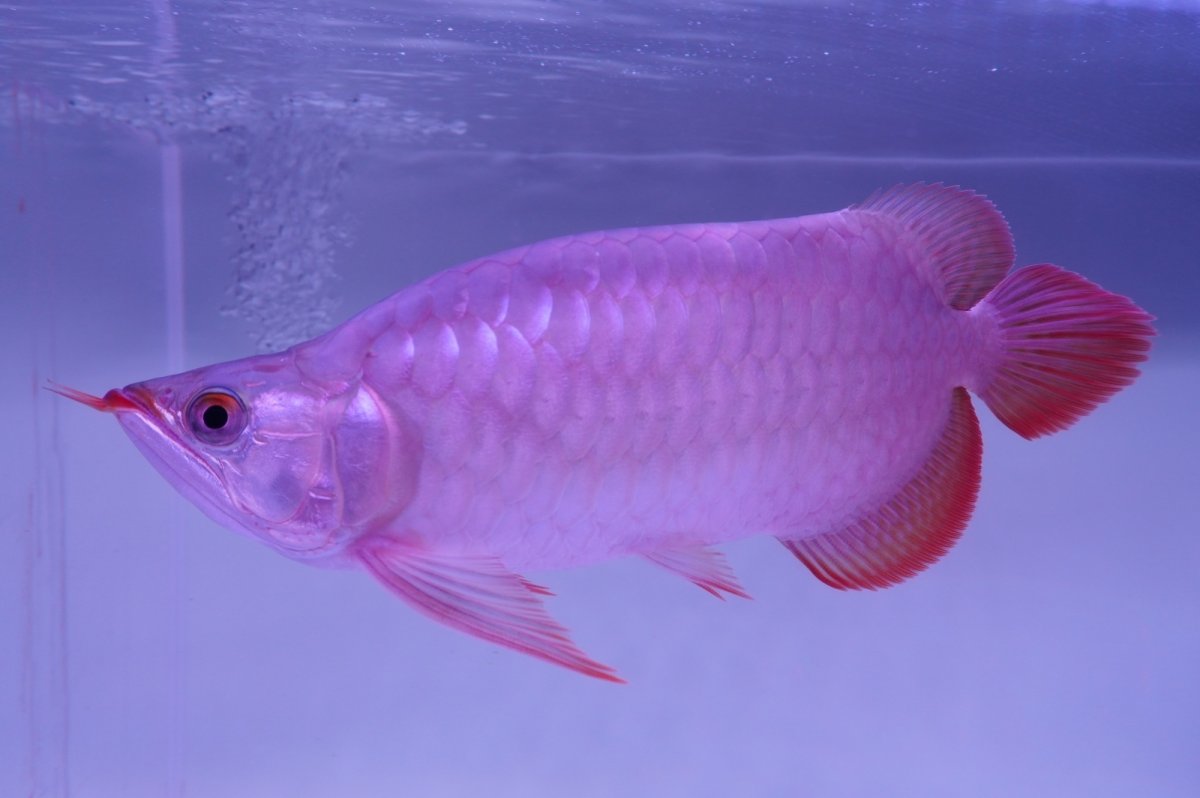 画像2: 【特価魚】スーパーレッド （ショート個体） NO.99（下取り魚） (2)