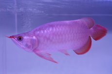 画像2: 【特価魚】スーパーレッド （ショート個体） NO.99（下取り魚） (2)