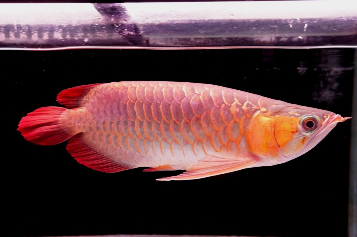 画像6: 【特価魚】スーパーレッド（下取り魚）NO.444 (6)