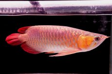 画像6: 【特価魚】スーパーレッド（下取り魚）NO.444 (6)