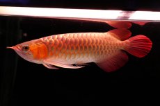 画像1: 【特価魚】スーパーレッド（下取り魚）NO.555 (1)
