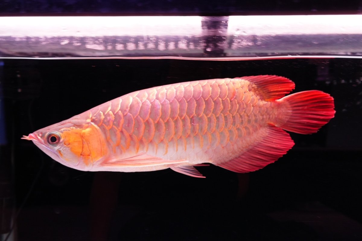 画像4: 【特価魚】スーパーレッド（下取り魚）NO.444 (4)