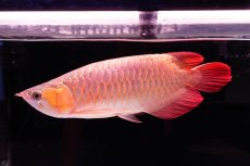 画像4: 【特価魚】スーパーレッド（下取り魚）NO.444 (4)