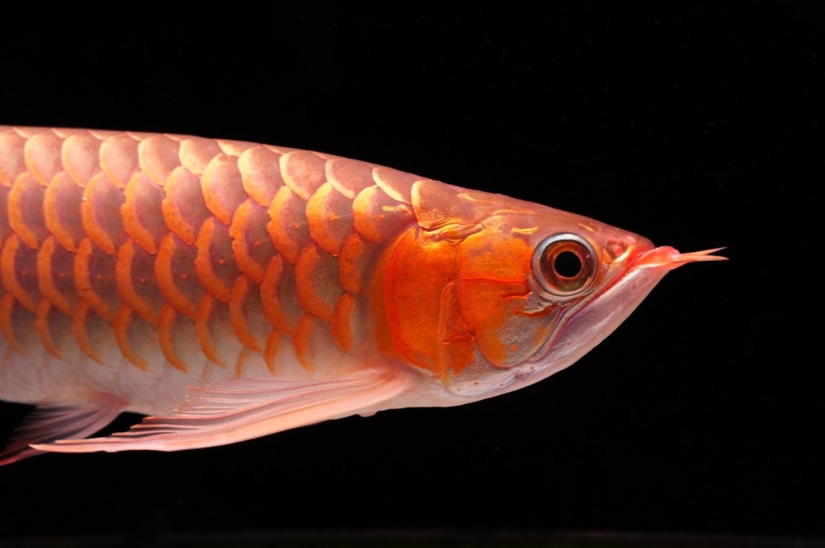 画像7: 【特価魚】スーパーレッド（下取り魚）NO.555 (7)