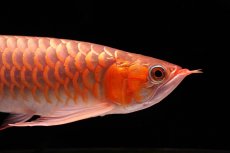 画像7: 【特価魚】スーパーレッド（下取り魚）NO.555 (7)