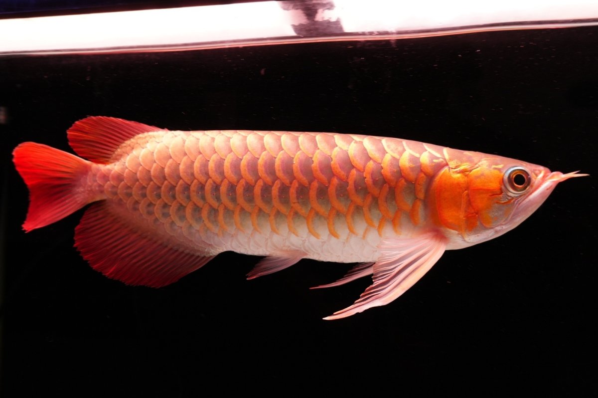 画像3: 【特価魚】スーパーレッド（下取り魚）NO.555 (3)