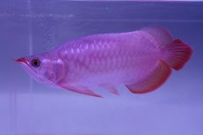 画像3: 【特価魚】スーパーレッド （ショート個体） NO.99（下取り魚） (3)