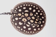 画像1: ダイヤモンドポルカ（オス） NO.14 (1)