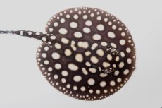 画像1: ダイヤモンドポルカ（オス） NO.4 (1)
