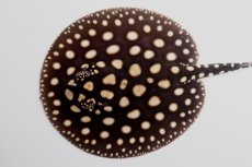 画像1: ダイヤモンドポルカ（オス） NO.6 (1)