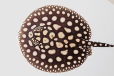 画像1: ダイヤモンドポルカ（オス） NO.8 (1)