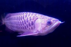 画像8: 【特価魚】過背金龍　 NO.111（下取り魚） (8)