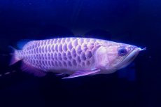 画像5: 【特価魚】過背金龍　 NO.111（下取り魚） (5)