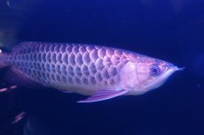 画像6: 【特価魚】過背金龍　 NO.111（下取り魚） (6)