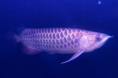 画像7: 【特価魚】過背金龍　 NO.111（下取り魚） (7)