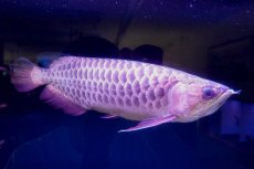 画像4: 【特価魚】過背金龍　 NO.111（下取り魚） (4)