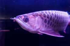 画像9: 【特価魚】過背金龍　 NO.111（下取り魚） (9)